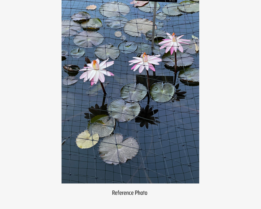 danuta's photo of a lilly pond