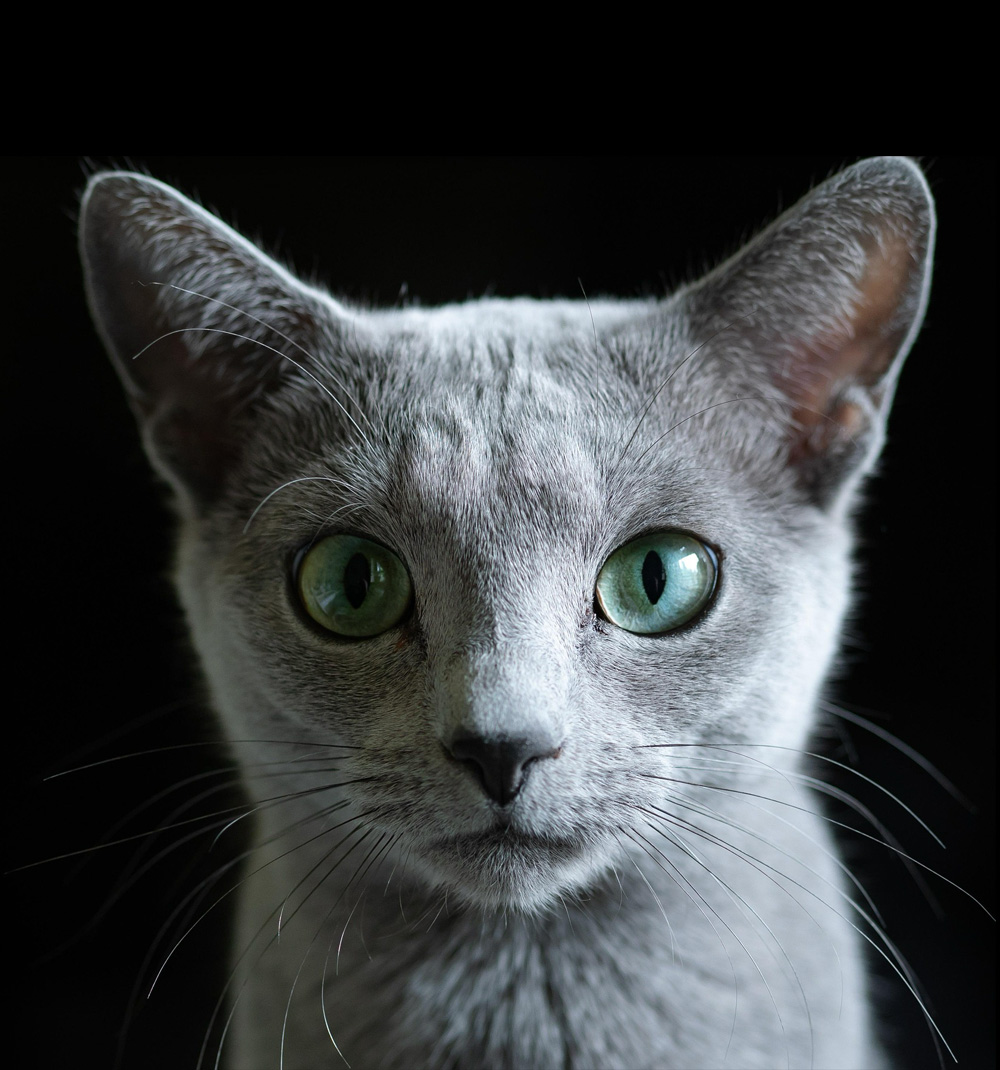 portrait of dagger the cat