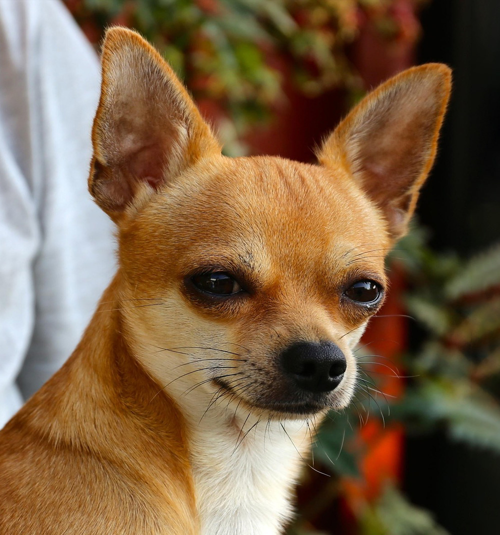 portrait of lilly the chihuahua